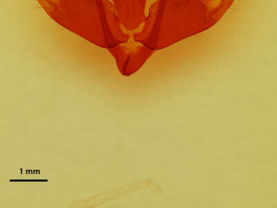 genitalia view of adult Platypolia anceps