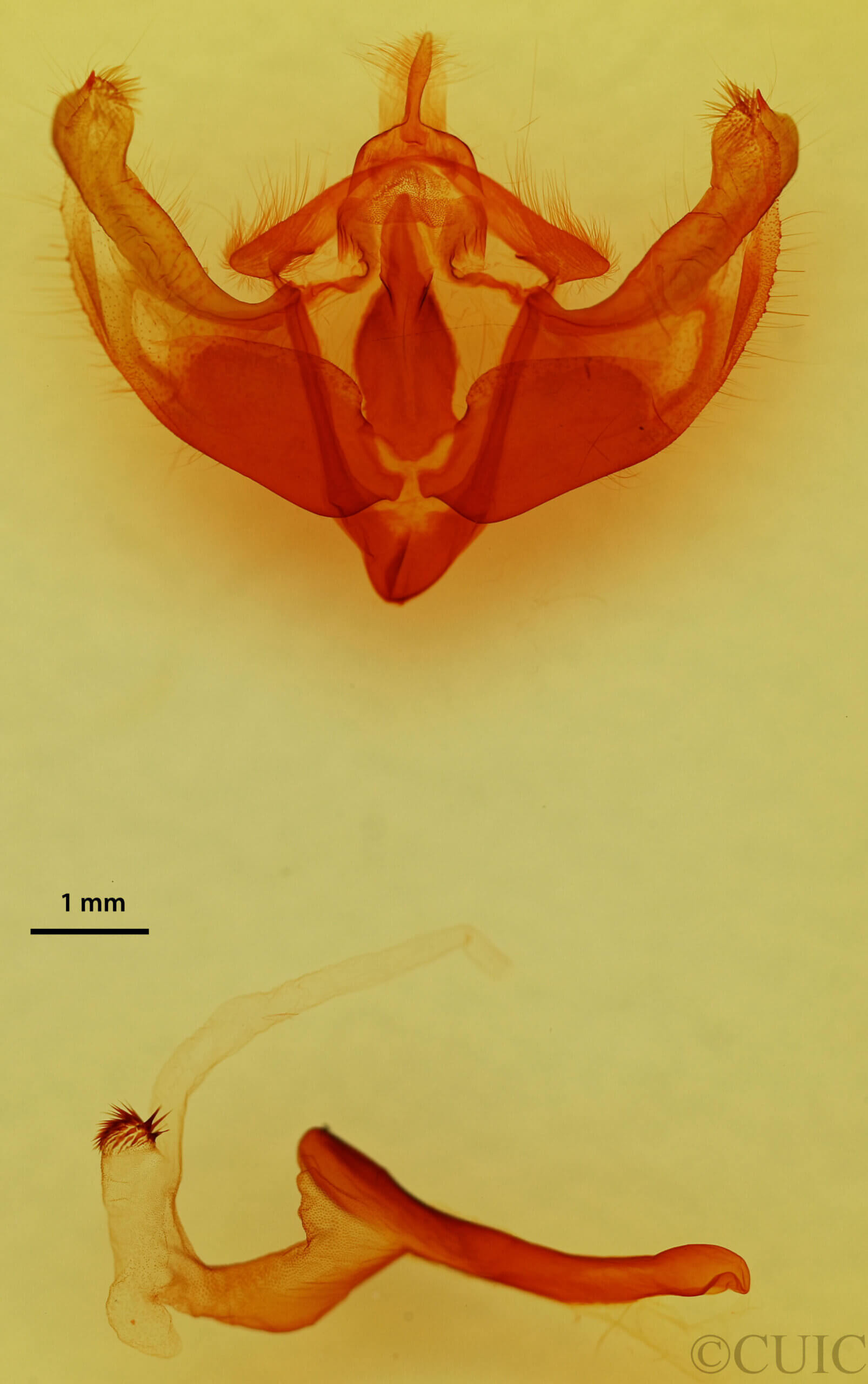 genitalia view of adult Platypolia anceps