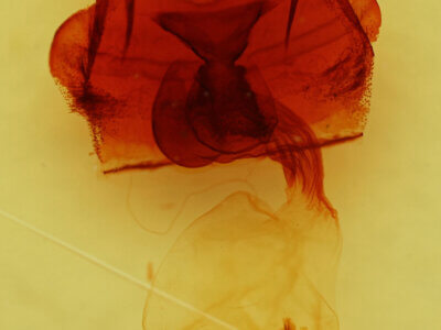 genitalia view of adult Platypolia anceps