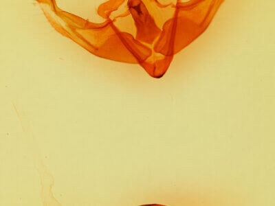 genitalia view of adult Platypolia contadina albertae