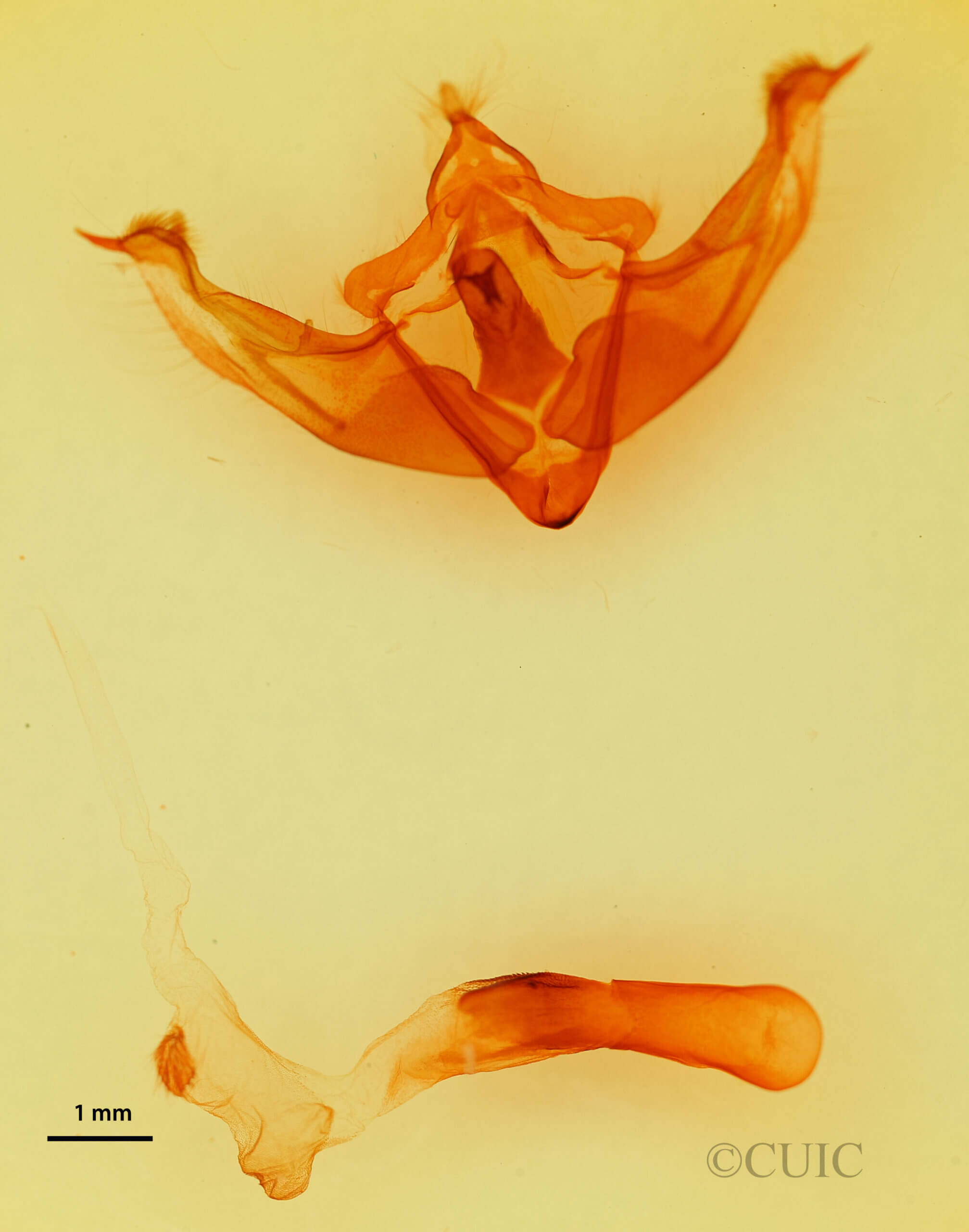 genitalia view of adult Platypolia contadina albertae