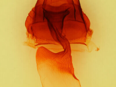 genitalia view of adult Platypolia contadina albertae