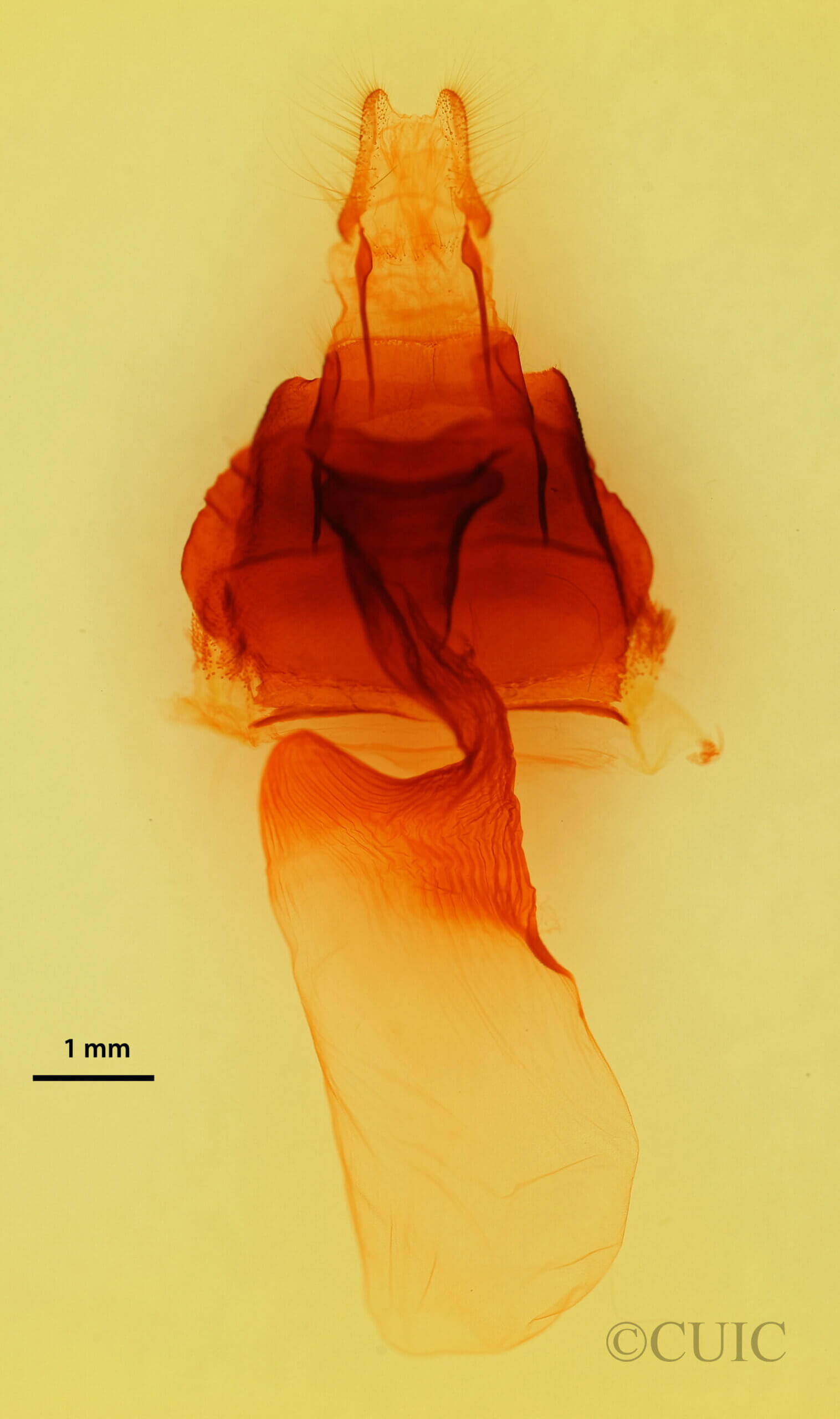 genitalia view of adult Platypolia contadina albertae