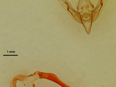 genitalia view of adult Pseudanarta flavidens?