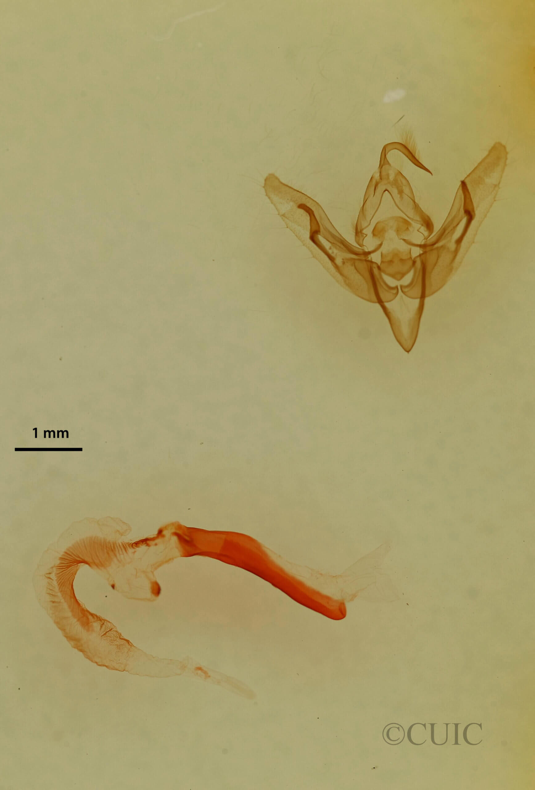 genitalia view of adult Pseudanarta flavidens?