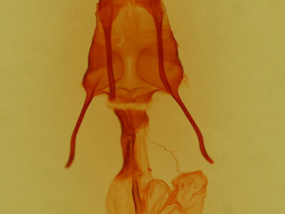 genitalia view of adult Pseudanarta flavidens?