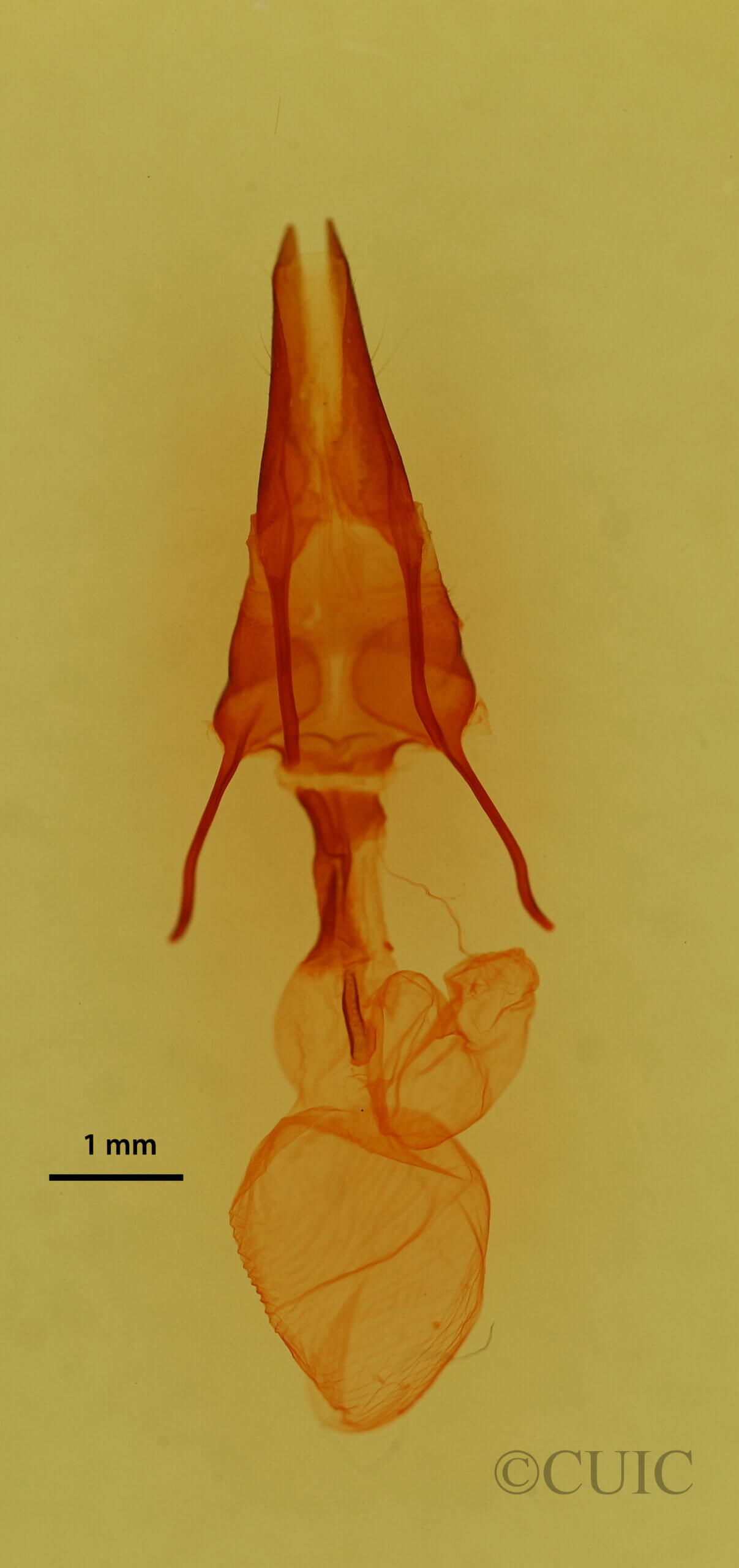genitalia view of adult Pseudanarta flavidens?