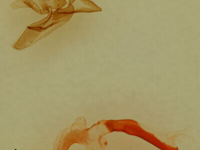 genitalia view of adult Pseudanarta flavidens?