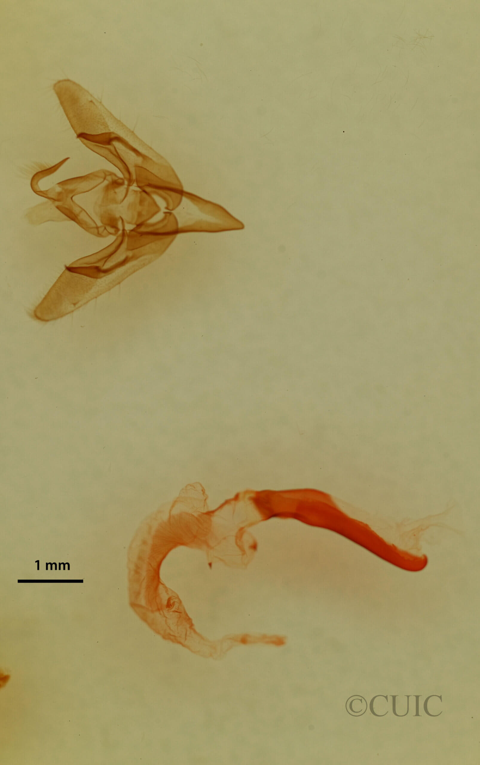 genitalia view of adult Pseudanarta flavidens?