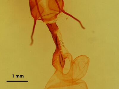 genitalia view of adult Pseudanarta flavidens?