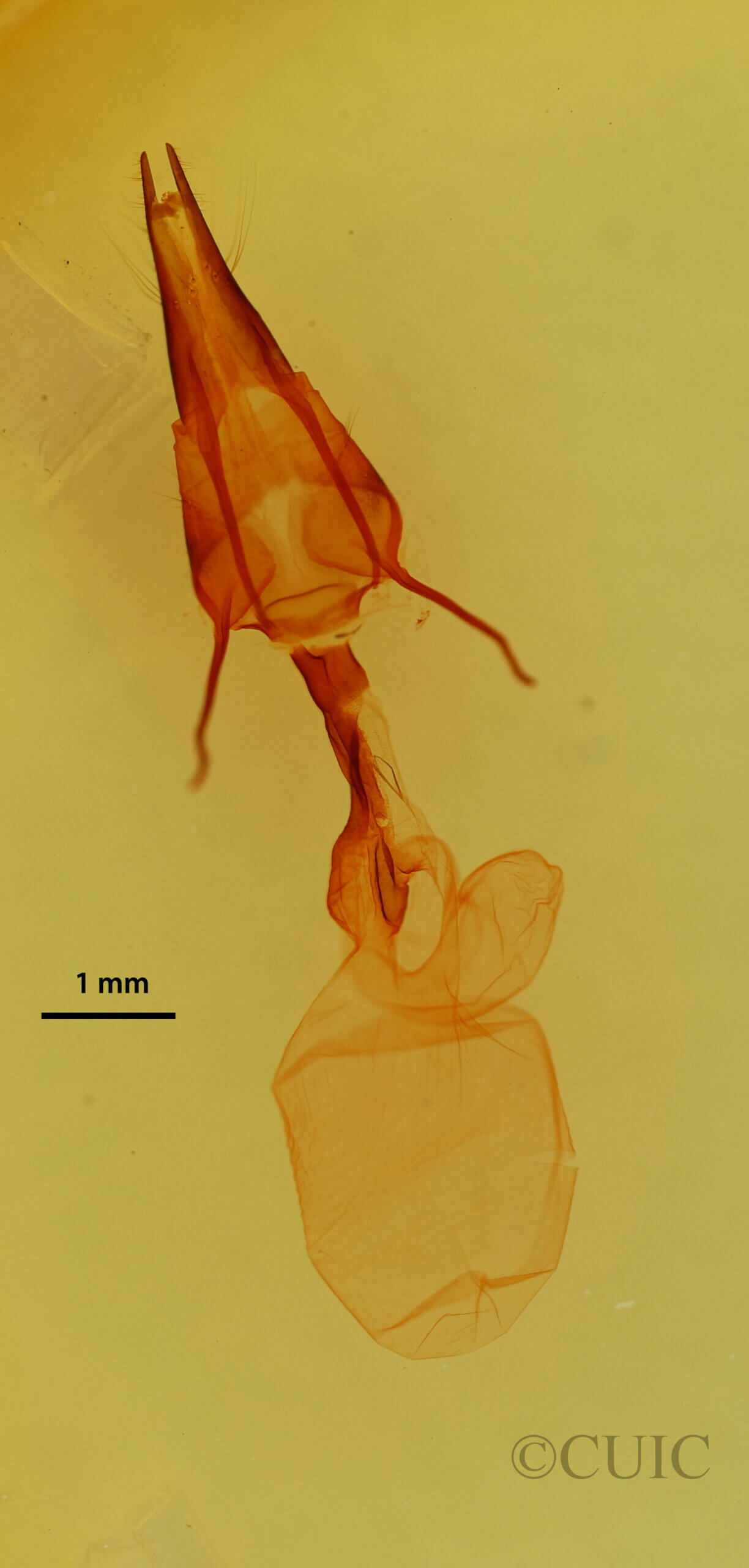 genitalia view of adult Pseudanarta flavidens?