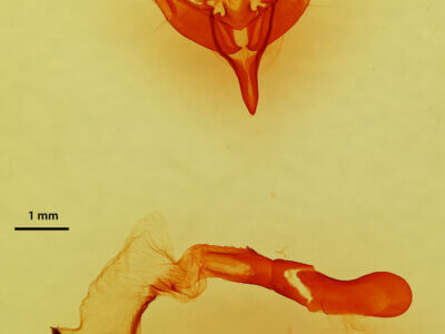 genitalia view of adult Mesogona sp.