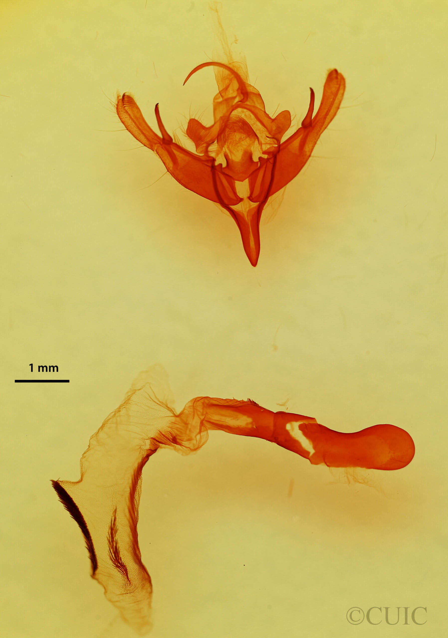 genitalia view of adult Mesogona sp.