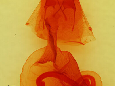 genitalia view of adult Mesogona sp.