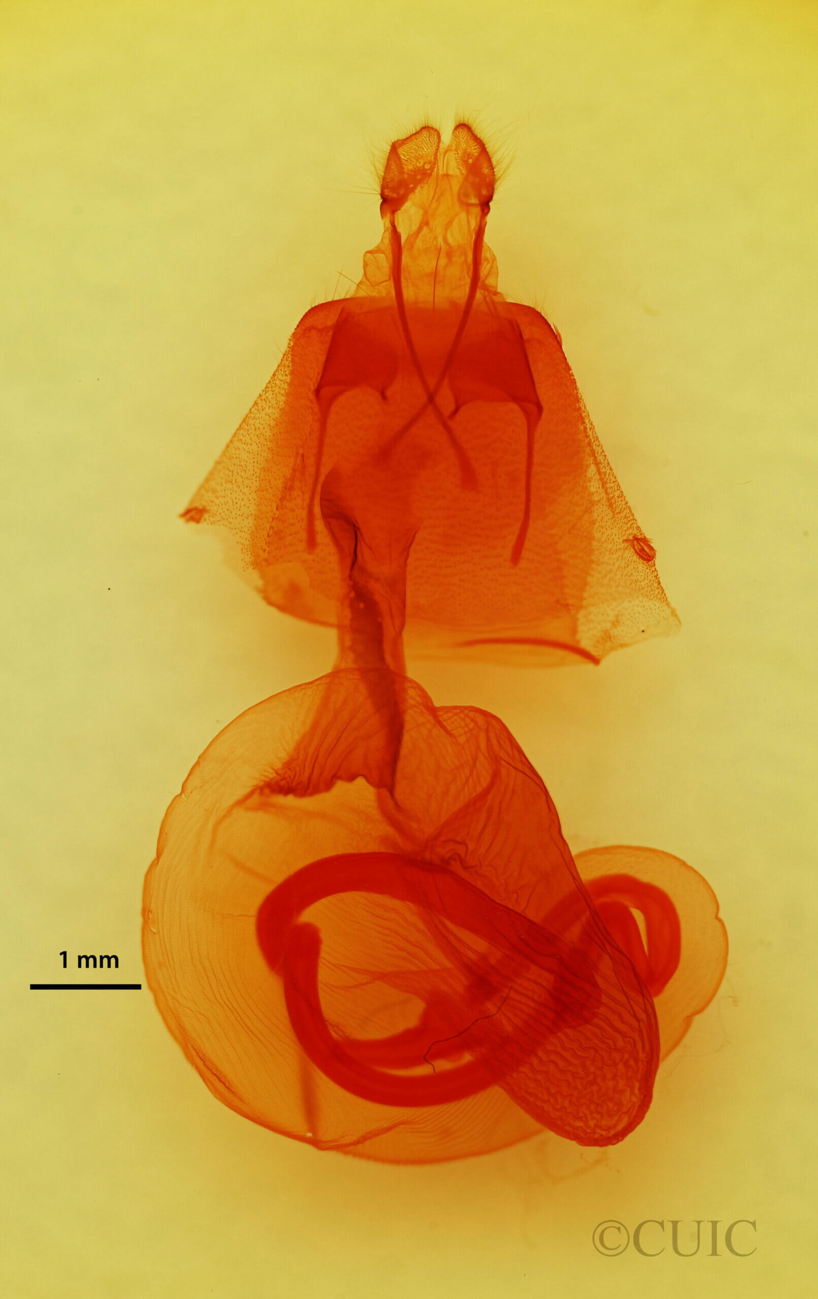 genitalia view of adult Mesogona sp.