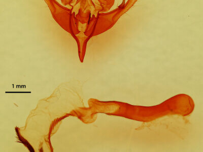 genitalia view of adult Mesogona sp.