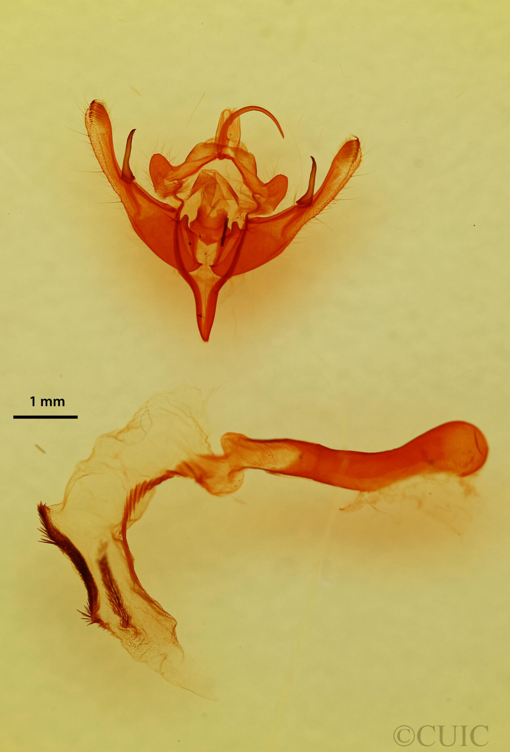 genitalia view of adult Mesogona sp.