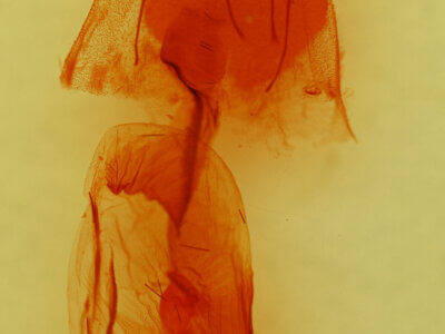 genitalia view of adult Mesogona sp.