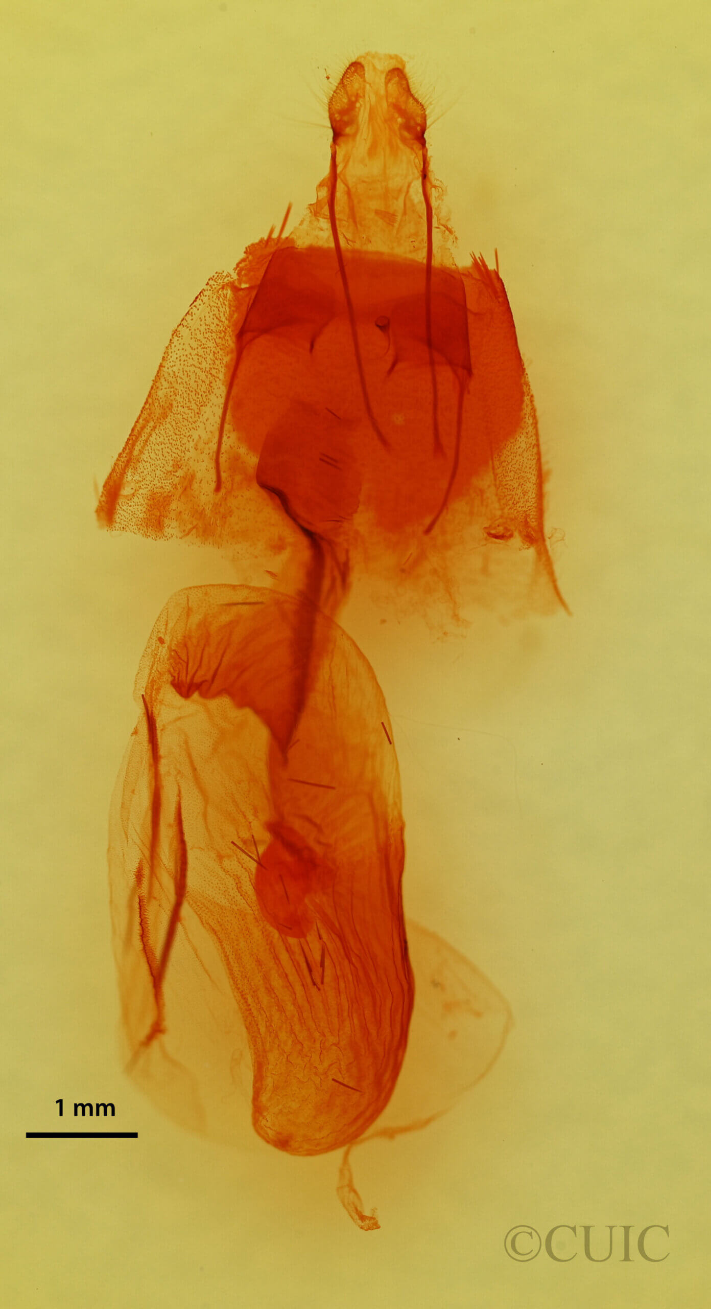 genitalia view of adult Mesogona sp.