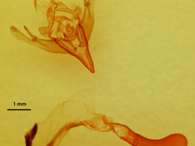 genitalia view of adult Mesogona sp.