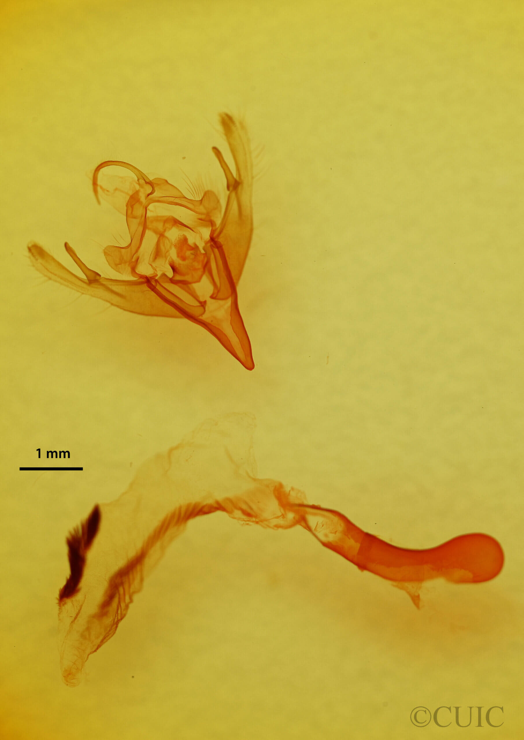 genitalia view of adult Mesogona sp.
