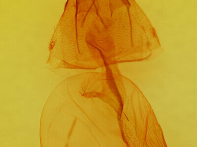 genitalia view of adult Mesogona sp.