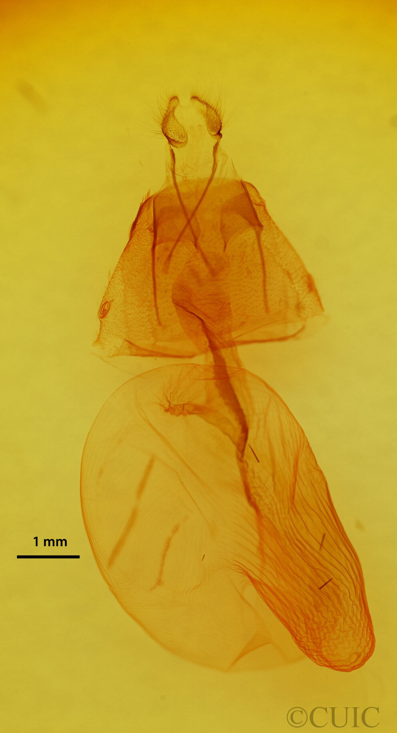 genitalia view of adult Mesogona sp.