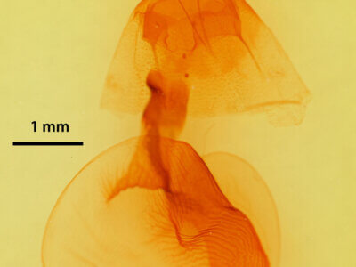 genitalia view of adult Mesogona olivata