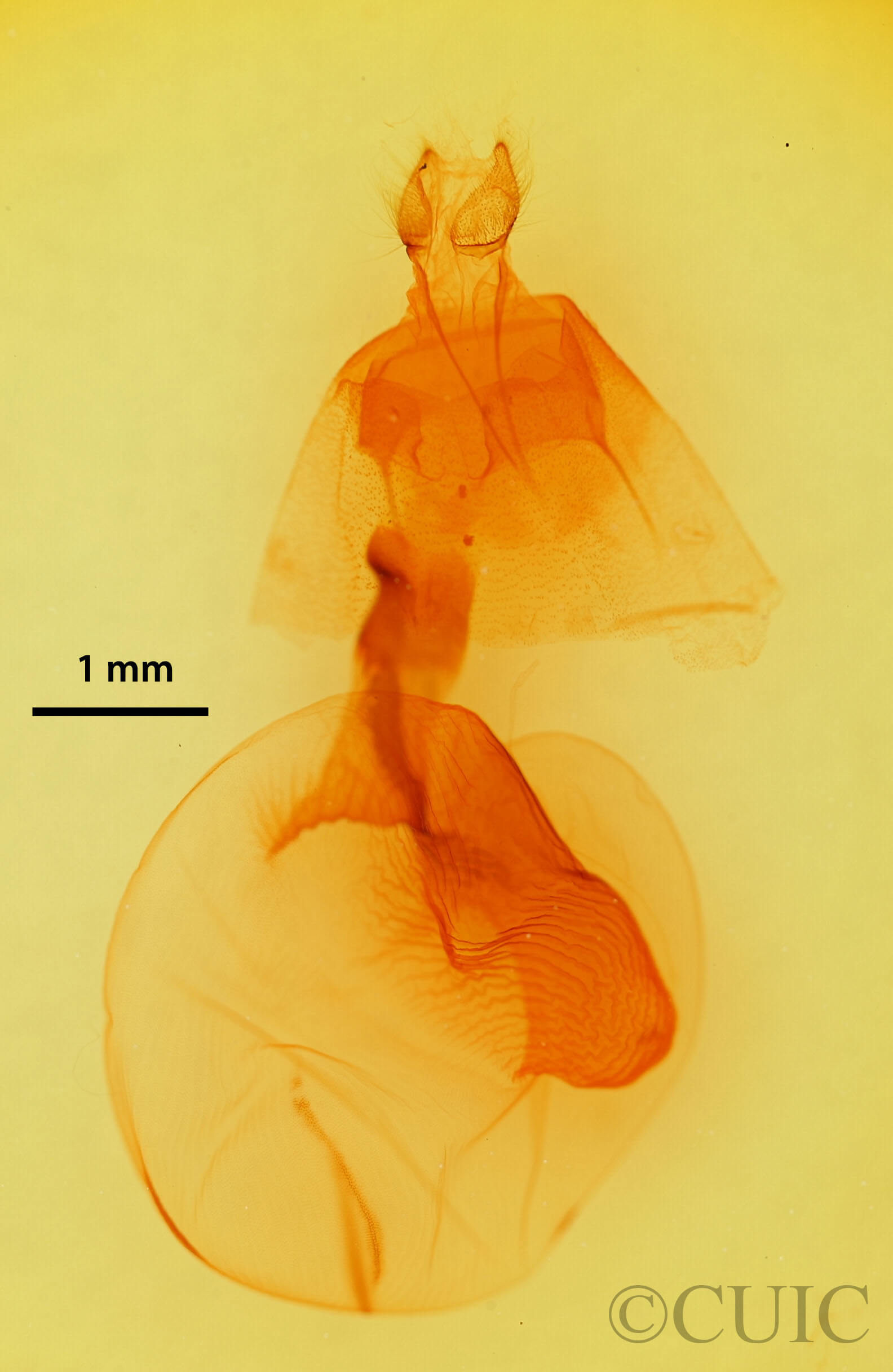 genitalia view of adult Mesogona olivata