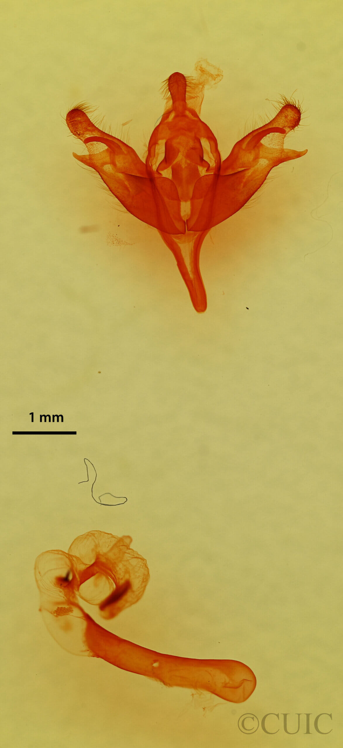 genitalia view of adult Stretchia sp.