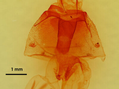 genitalia view of adult Stretchia sp.