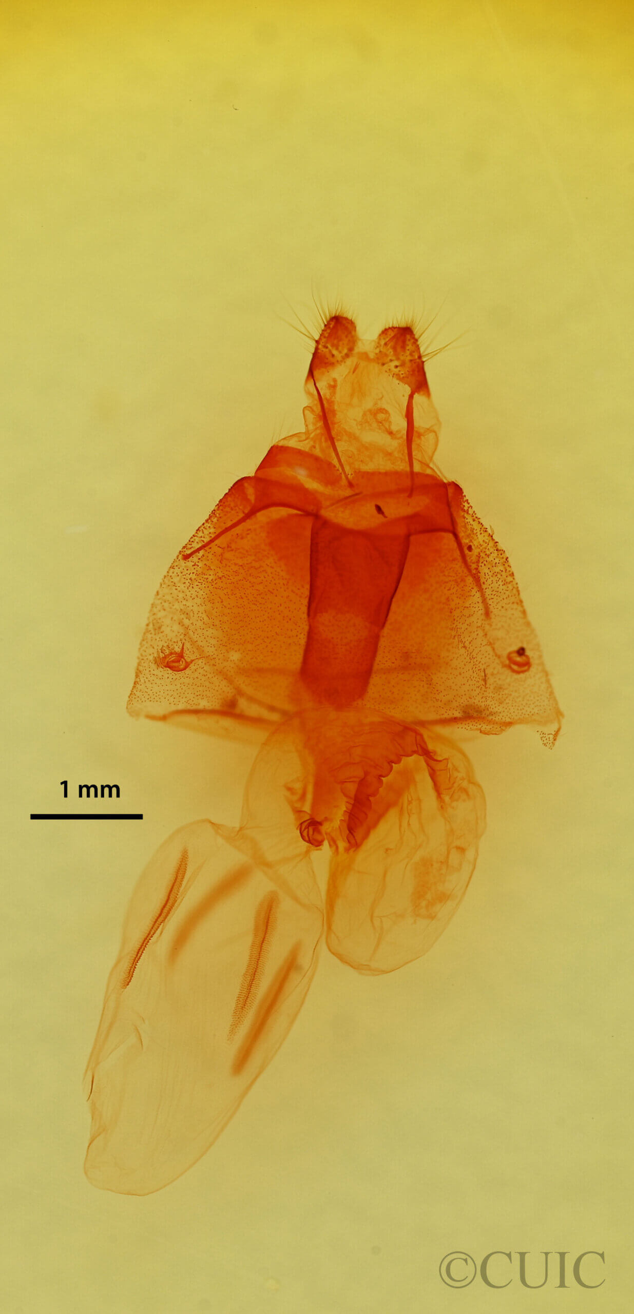 genitalia view of adult Stretchia sp.