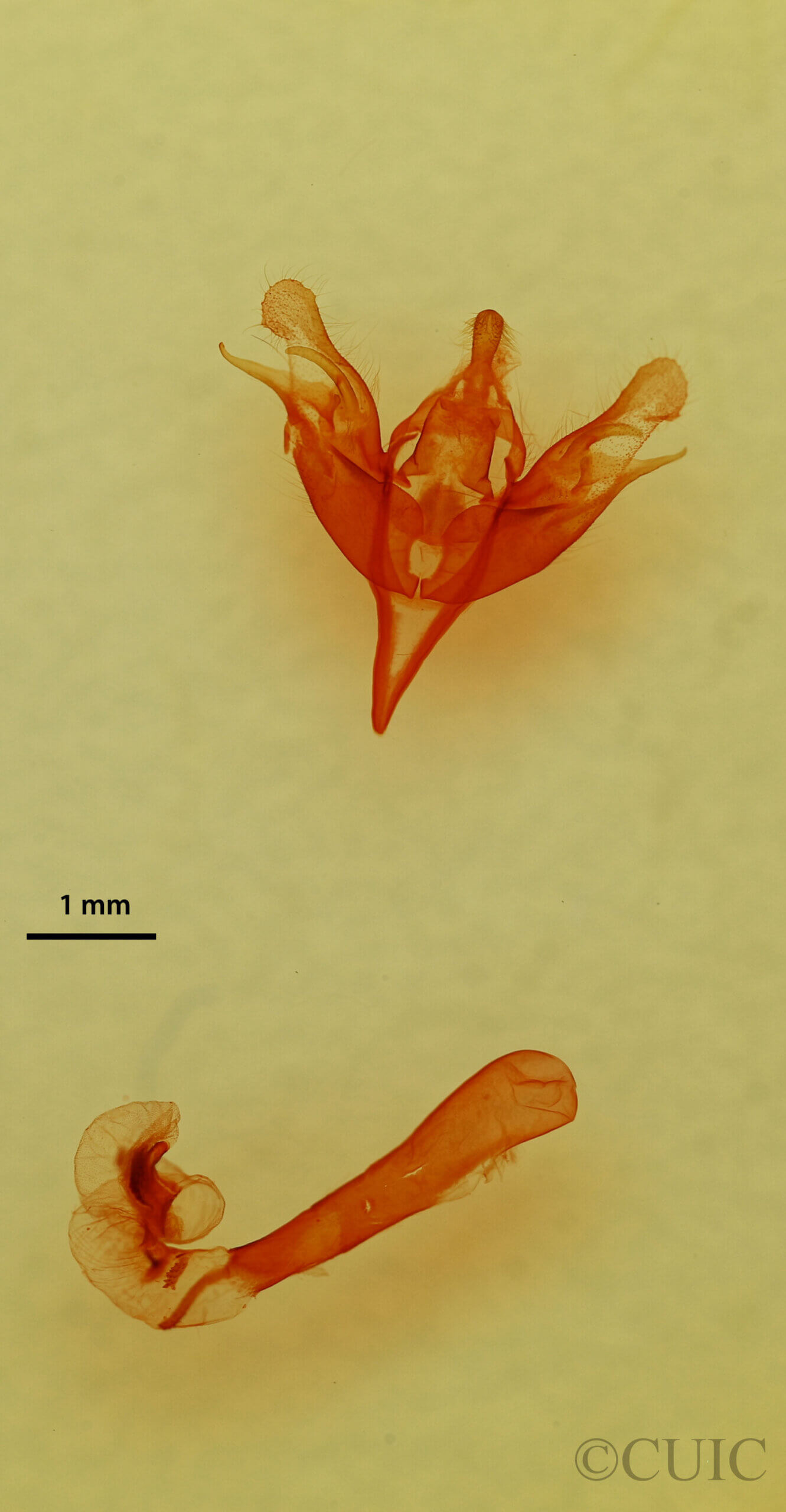 genitalia view of adult Stretchia sp.