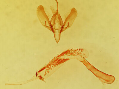 genitalia view of adult Sympistis apposita