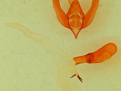 genitalia view of adult Viridemas malachitina n. sp.