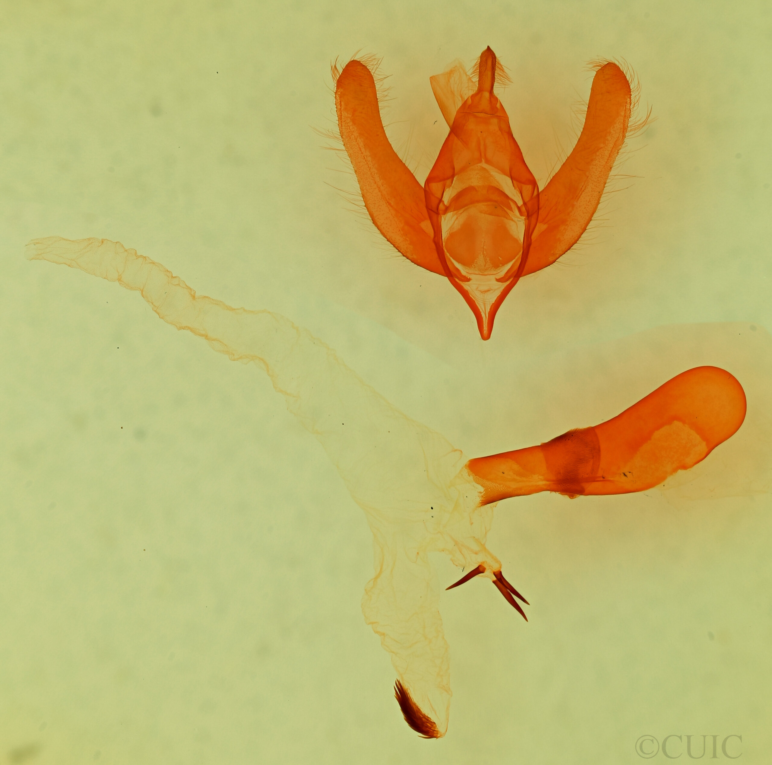 genitalia view of adult Viridemas malachitina n. sp.