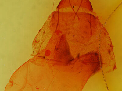 genitalia view of adult Viridemas malachitina n.sp.