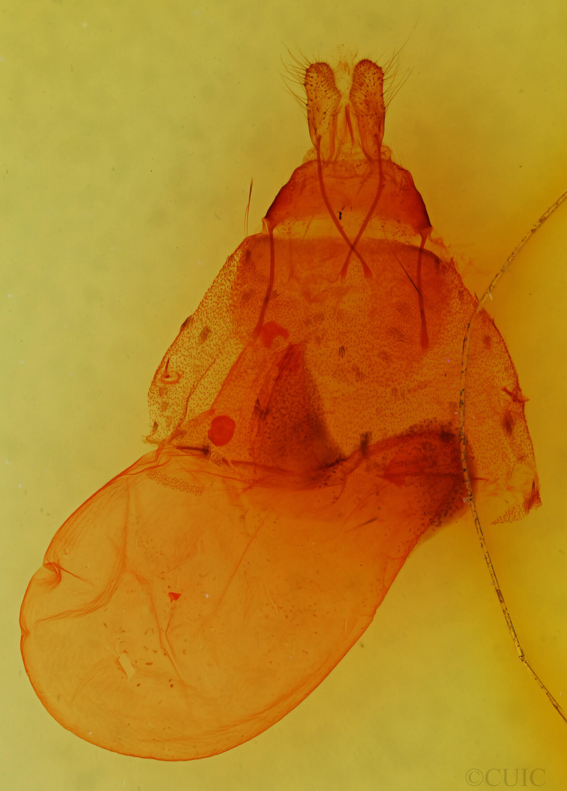 genitalia view of adult Viridemas malachitina n.sp.