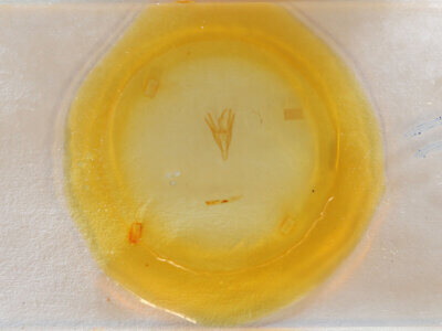 slide view of adult Doryodes sp.