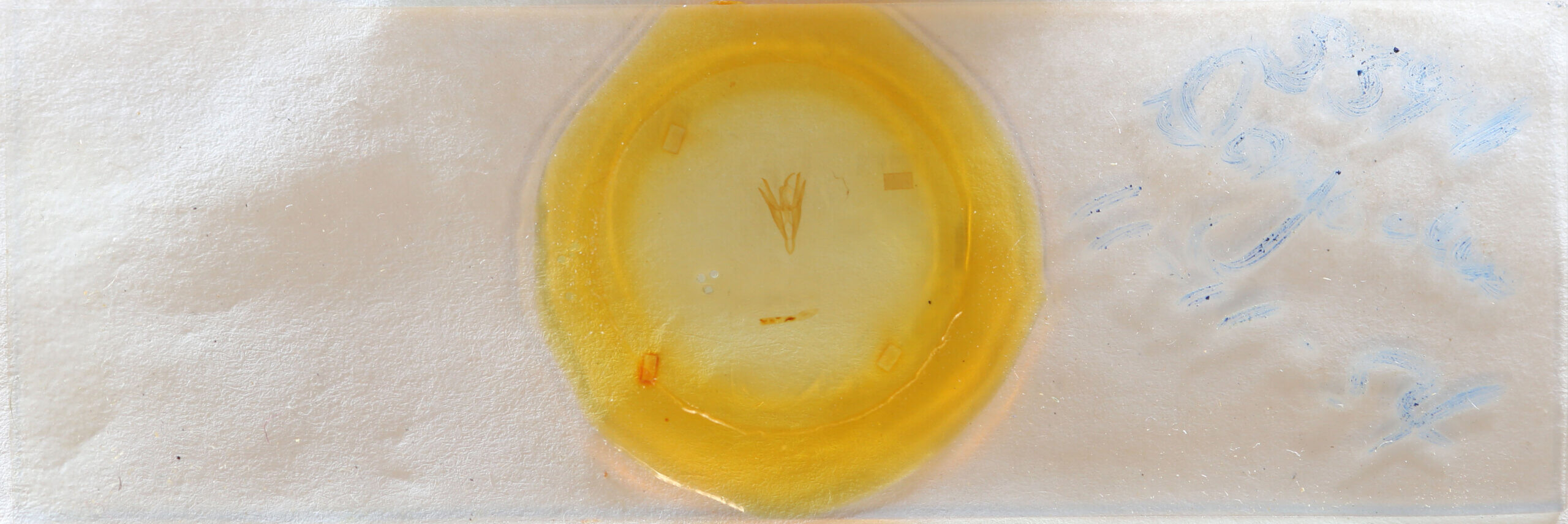 slide view of adult Doryodes sp.