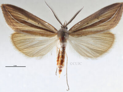 dorsal view of adult Doryodes sp.
