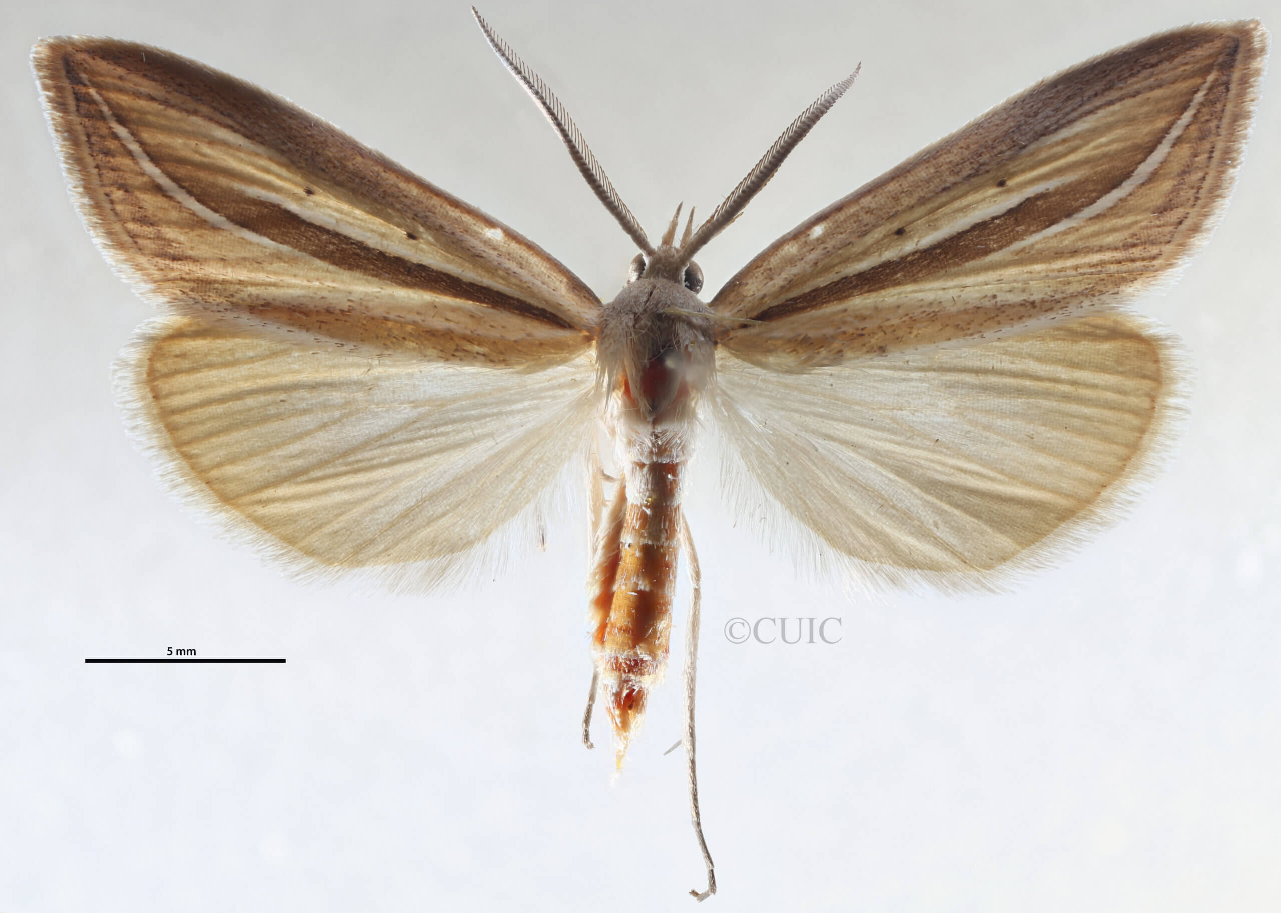 dorsal view of adult Doryodes sp.