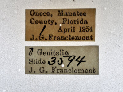 label view of adult Doryodes sp.