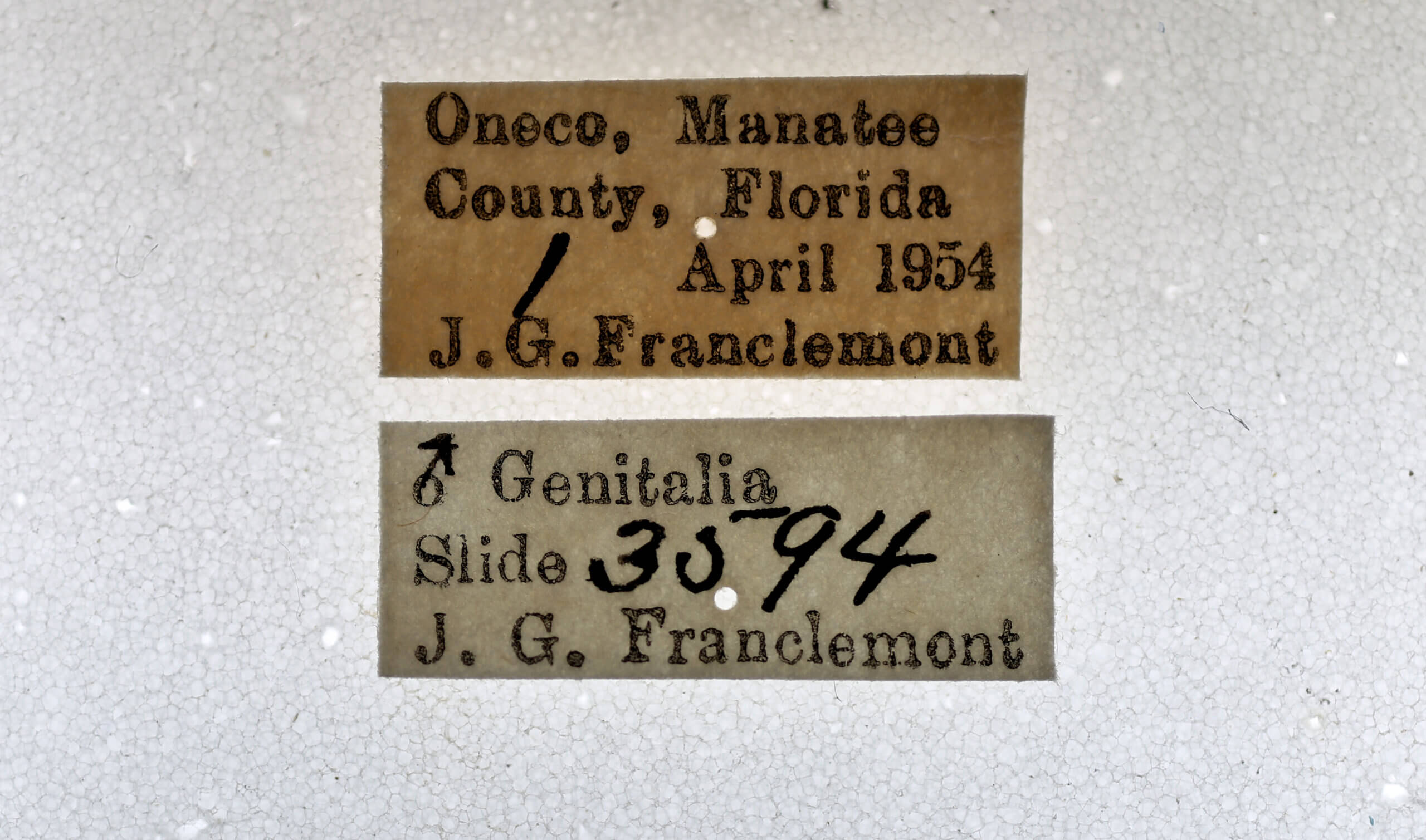 label view of adult Doryodes sp.