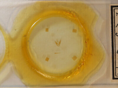 slide view of adult Hyperstrotia sp.