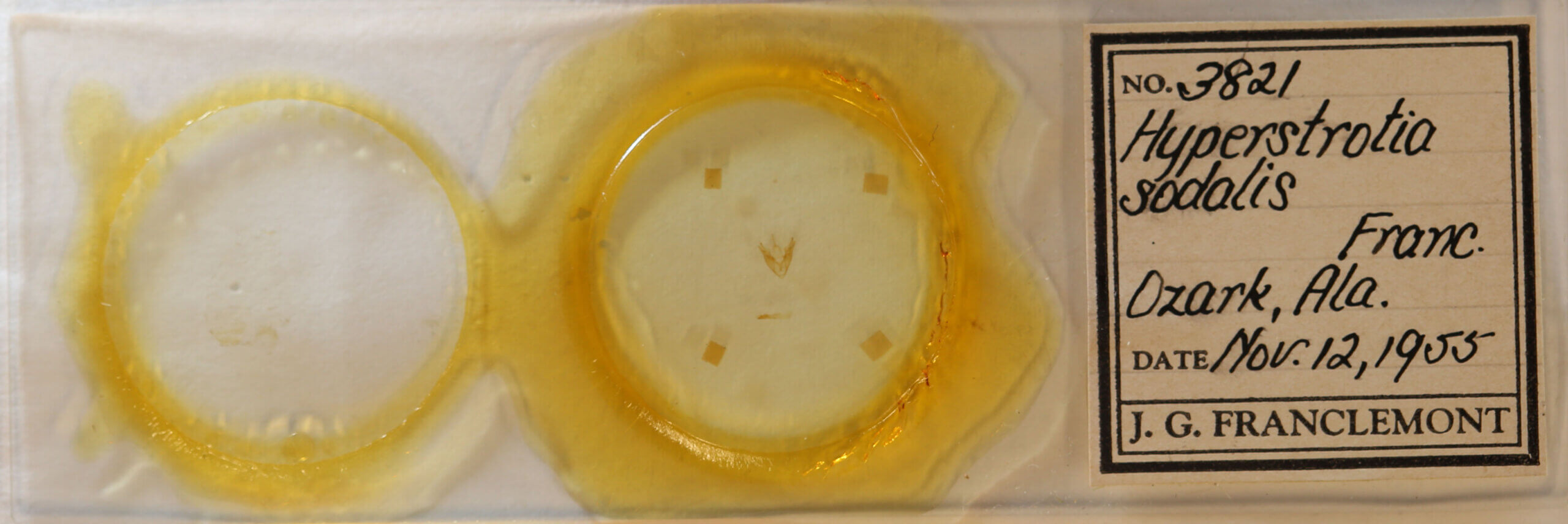 slide view of adult Hyperstrotia sp.