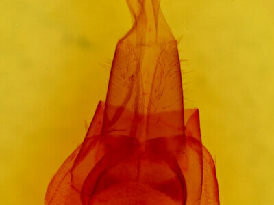 genitalia view of adult Protorthodes sp.