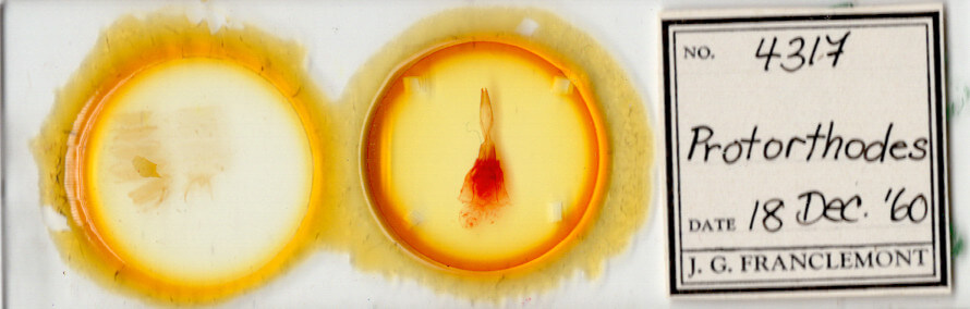 slide view of adult Protorthodes sp.