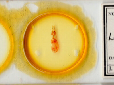 slide view of adult Lacinipolia sp.