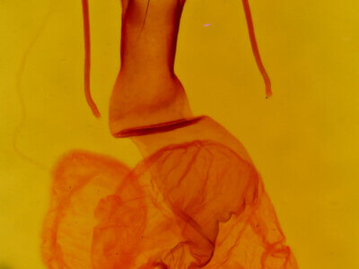 genitalia view of adult Lacinipolia sp.